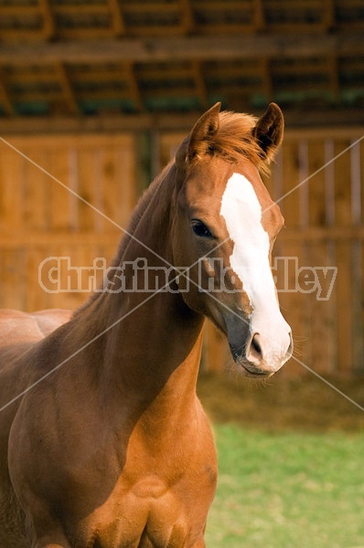 Quarter horse foal