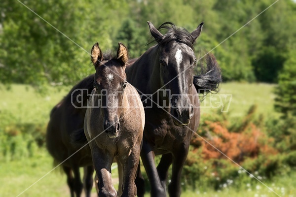 Rocky Mountain Horse mares and foals