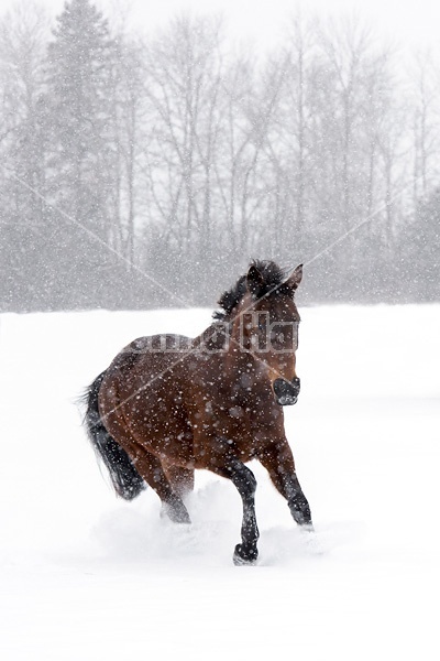 Bay horse galloping in deep snow