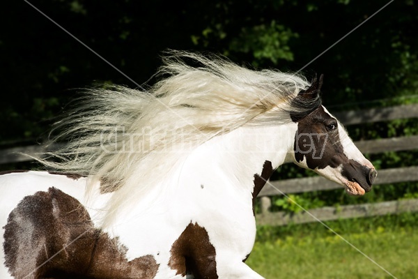 Gypsy horses