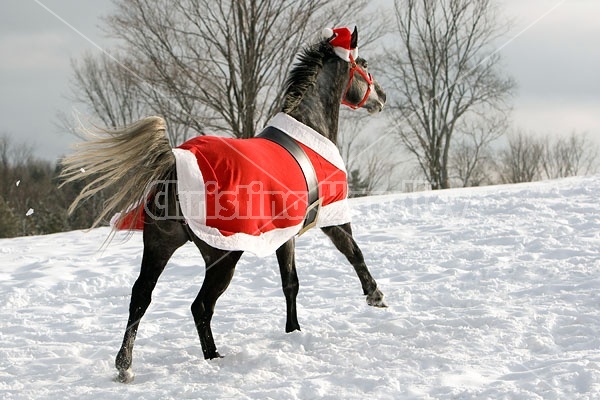 Gray horse wearing Santa Suit