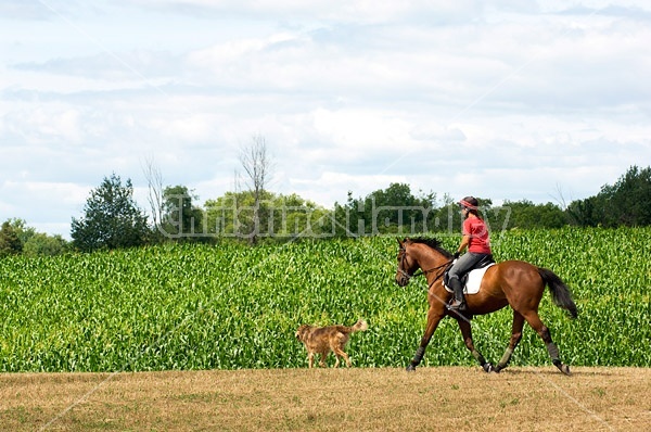 Woman horseback riding in field