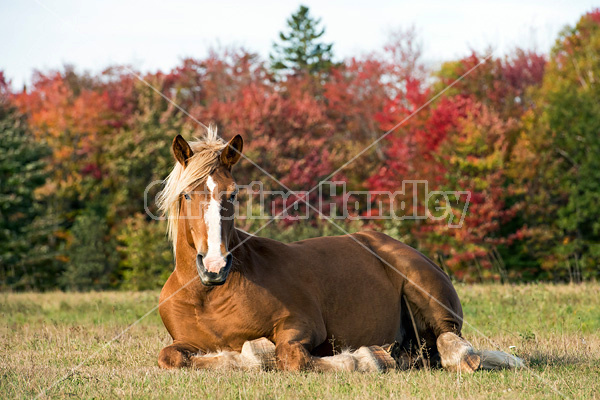 Belgian Draft Horse laying down in the field in the autumn time