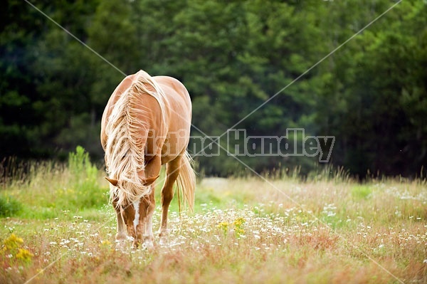 Horse Grazing on Summer Pasture