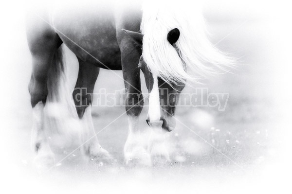 Belgian draft horse standing in field