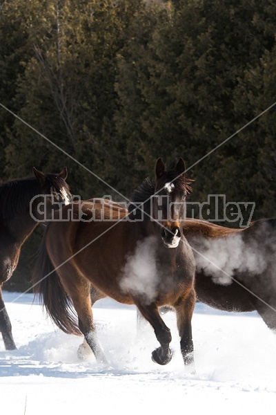 Horses outside in the snow