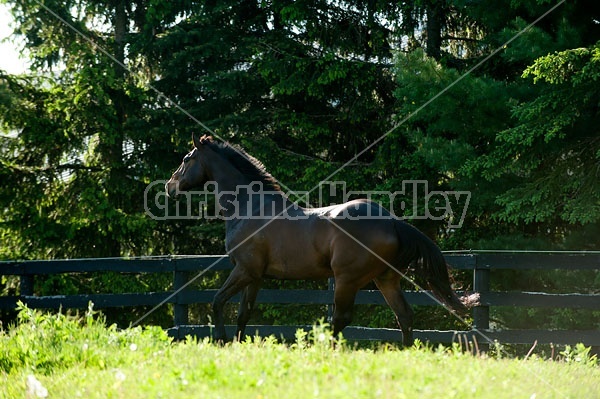 Bay Thoroughbred gelding