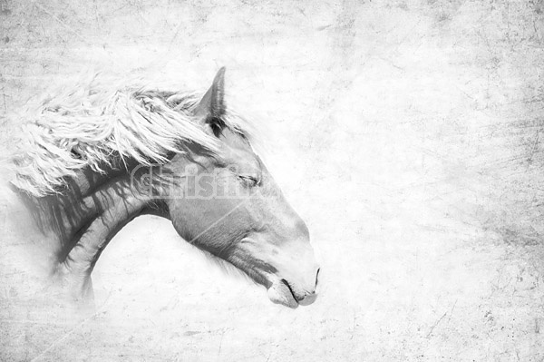 Portrait of a  Belgian draft horse yearling