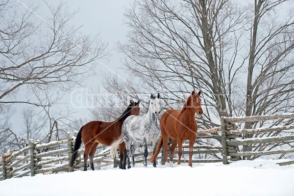 Three horses standing in snowy paddock