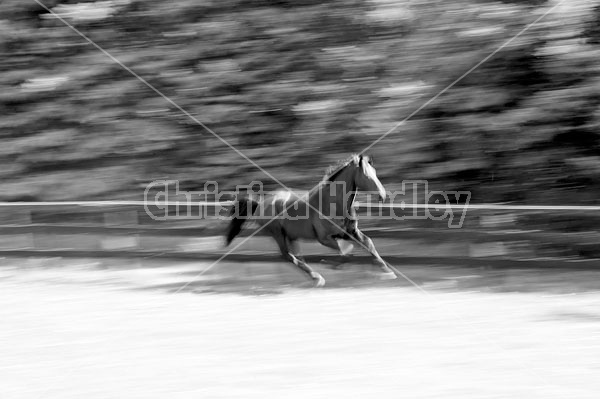 Hanoverian horse galloping around his paddock