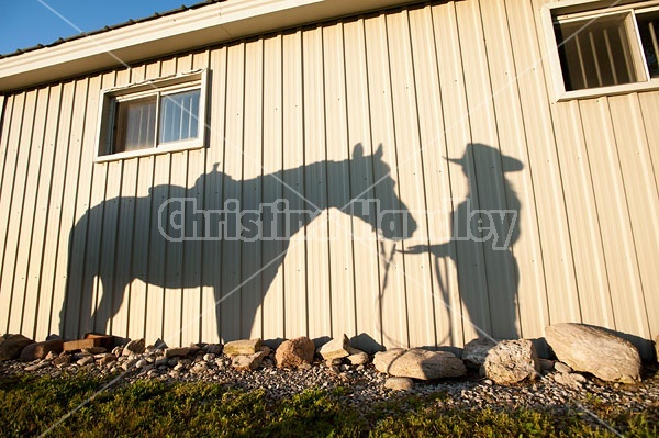 Shadow of woman and western horse on the side of barn