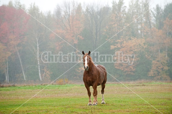 Belgian draft horse portrait