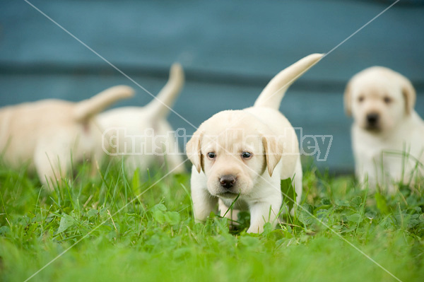 Golden Labrador puppies