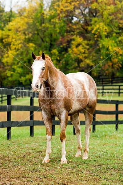 Portrait of Appaloosa horse standing in field