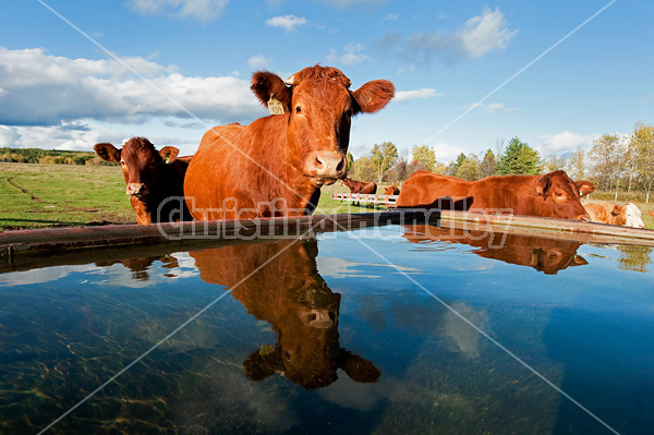 Beef cow at water trough