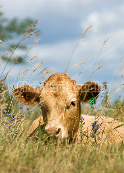 Blond beef calf laying in tall grass on summer pasture