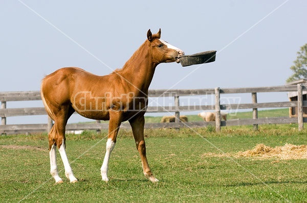 Quarter horse foal