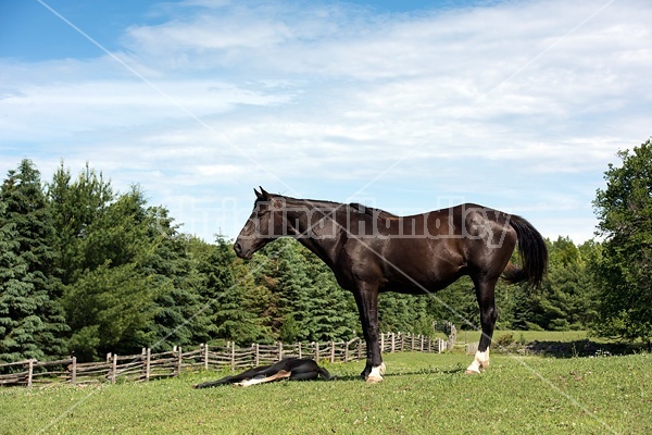 Rocky Mountain Horse mare and foal