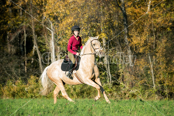 Young woman riding palomino horse