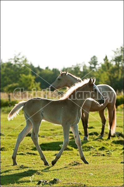 Rocky Mountain Horse