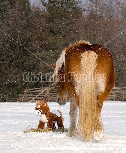 Belgian Draft horse sniffing stuffed horse