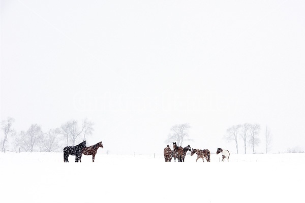 A herd of horses standing in a field during a snow storm