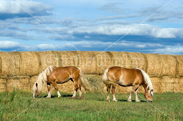 Two Belgian draft horses grazing on summer pasture.