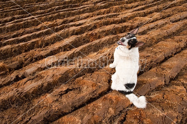 Farm dog in newly plowed field