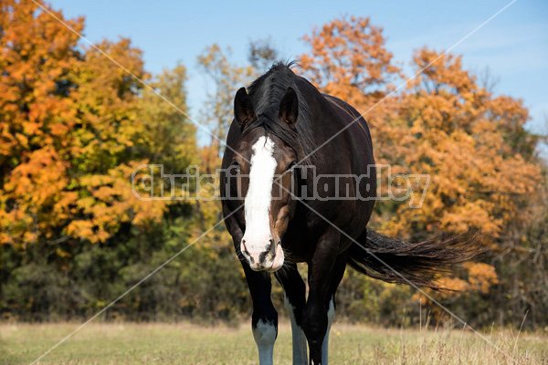 Portrait of a black horse in the autumn colors