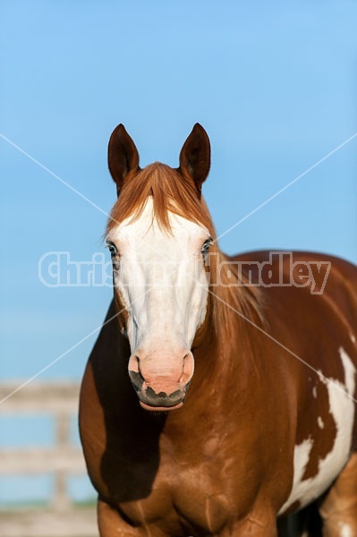 Paint horse portrait
