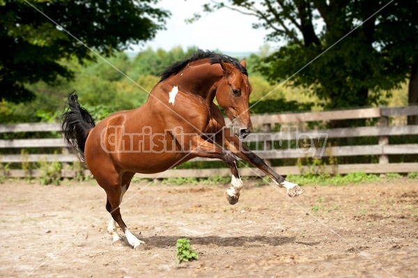 Paint horse galloping around paddock