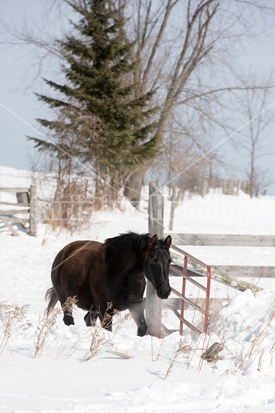 Bay horse walking in deep snow
