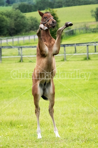 Thoroughbred foal rearing and playing