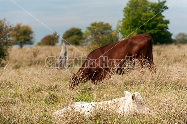 Cow and calf on summer pasture