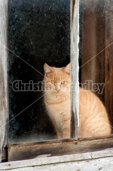 Orange barn cat sitting in barn window