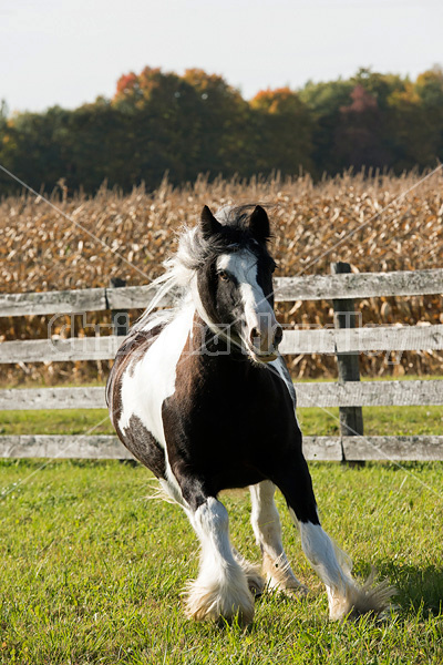 Gypsy Vanner horse