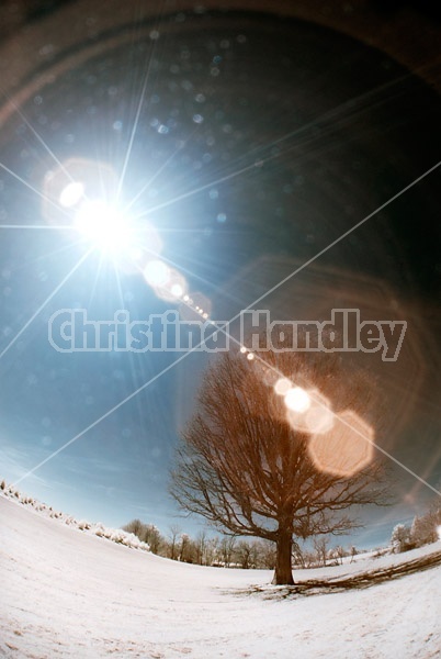 Big oak tree photographed with fisheye lens in infrared