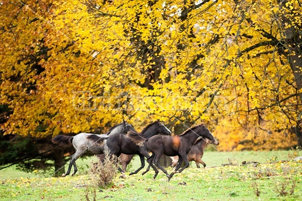 Rocky Mountain Horse foals