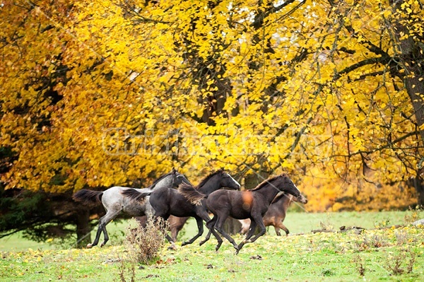 Rocky Mountain Horse foals