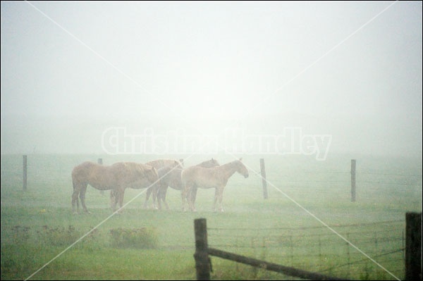 Group of four belgian draft horses standing in the rain