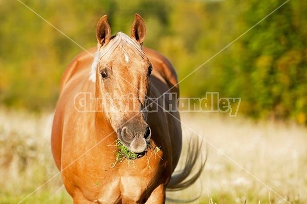 Palomino Quarter Horse