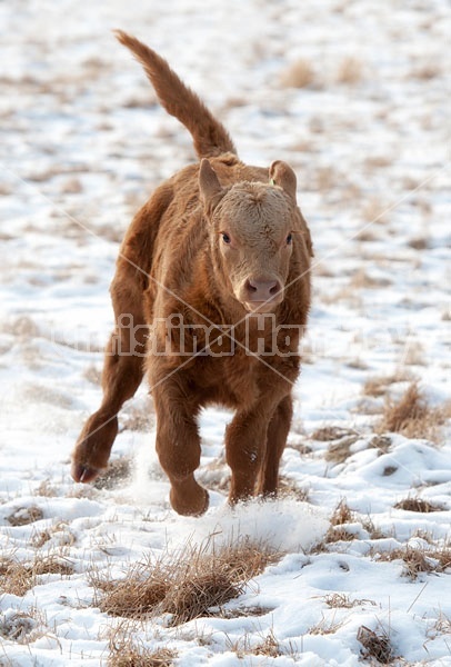 Young Beef Calf 