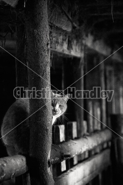 Barn cat sitting on top of cattle manger