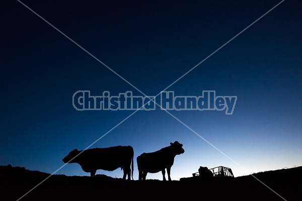 Beef cow silhouette