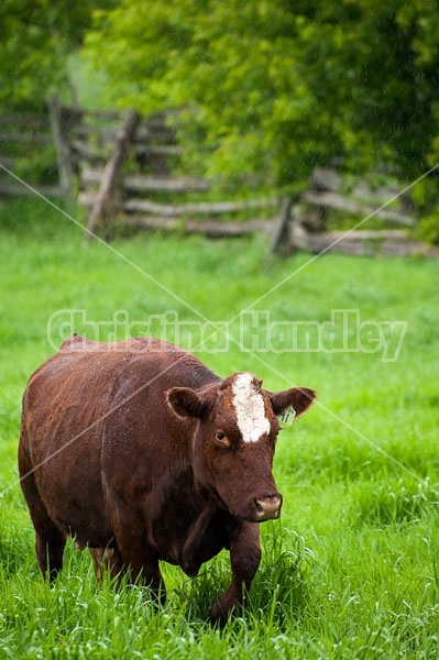 Beef Cow in Field