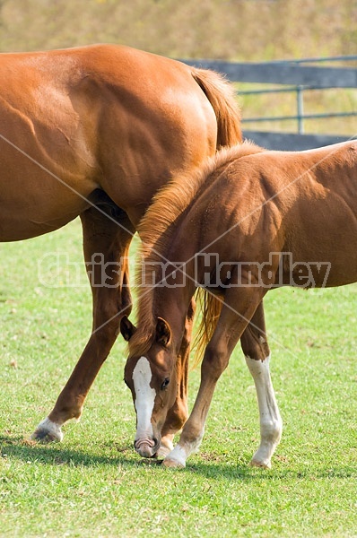 Quarter horse foal