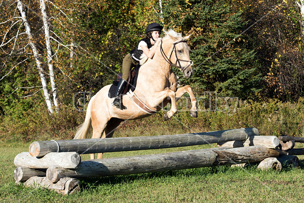 Young woman riding palomino horse over cross country jumps