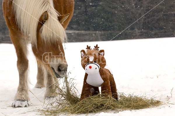 Belgian Draft horse sniffing stuffed pony