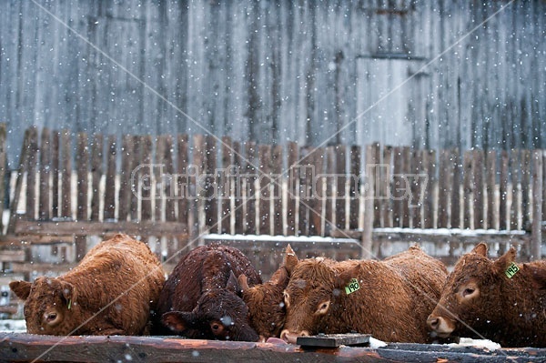 Herd of Young Beef Heifers