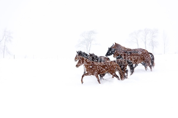 Herd of horses running through deep snow